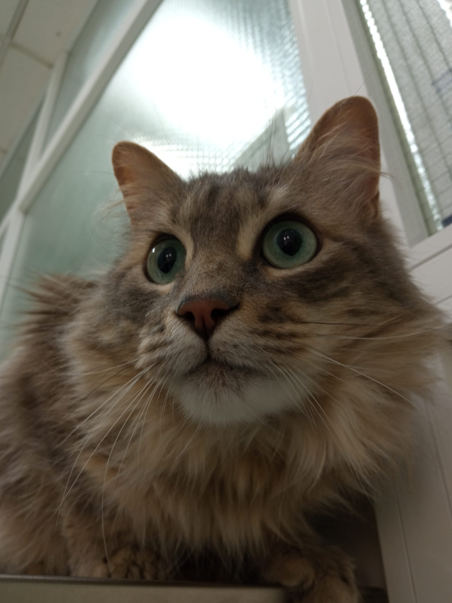 clinica veterinaria dakota gatos felinos azuqueca de henares guadalajara gosbi alimentacion tienda accesorios ozono peluqueria canina