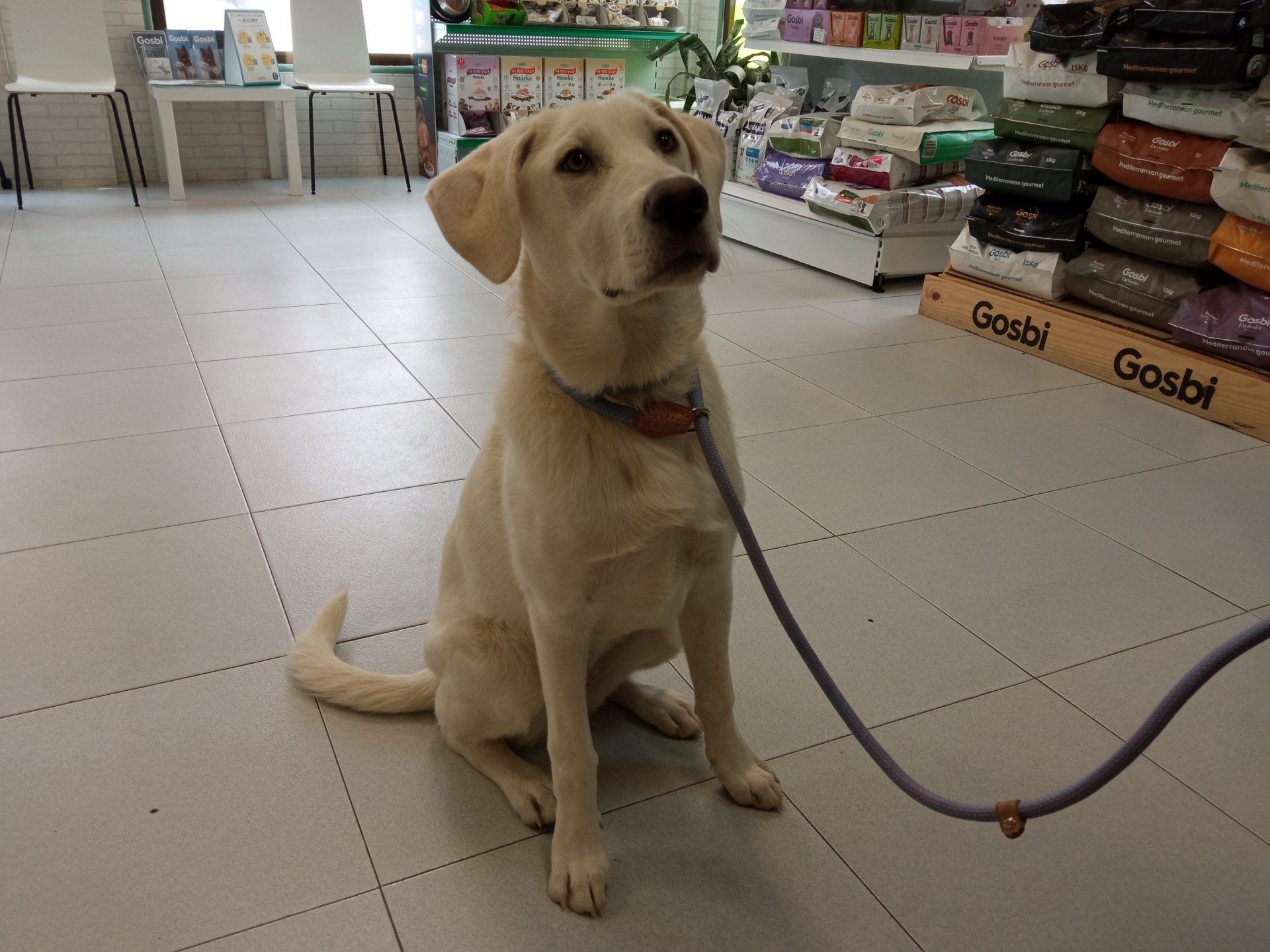 clinica veterinaria dakota cachorros labrador mastin gosbi peluqueria canina pienso advance hill's