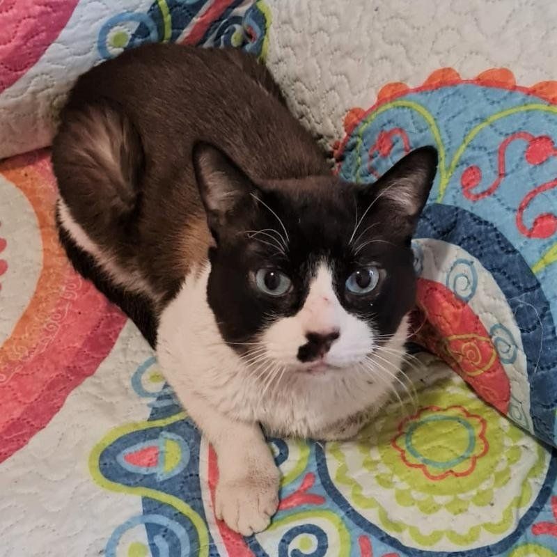 clinica veterinaria azuqueca de henares guadalajara adopcion felinos gatos perros