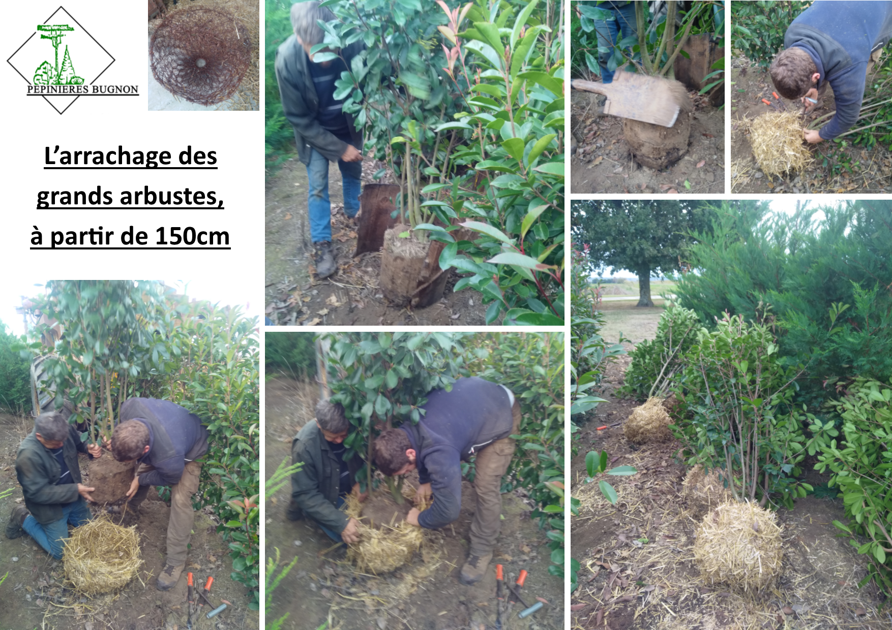 arrachage grands arbustes, motte grillagée