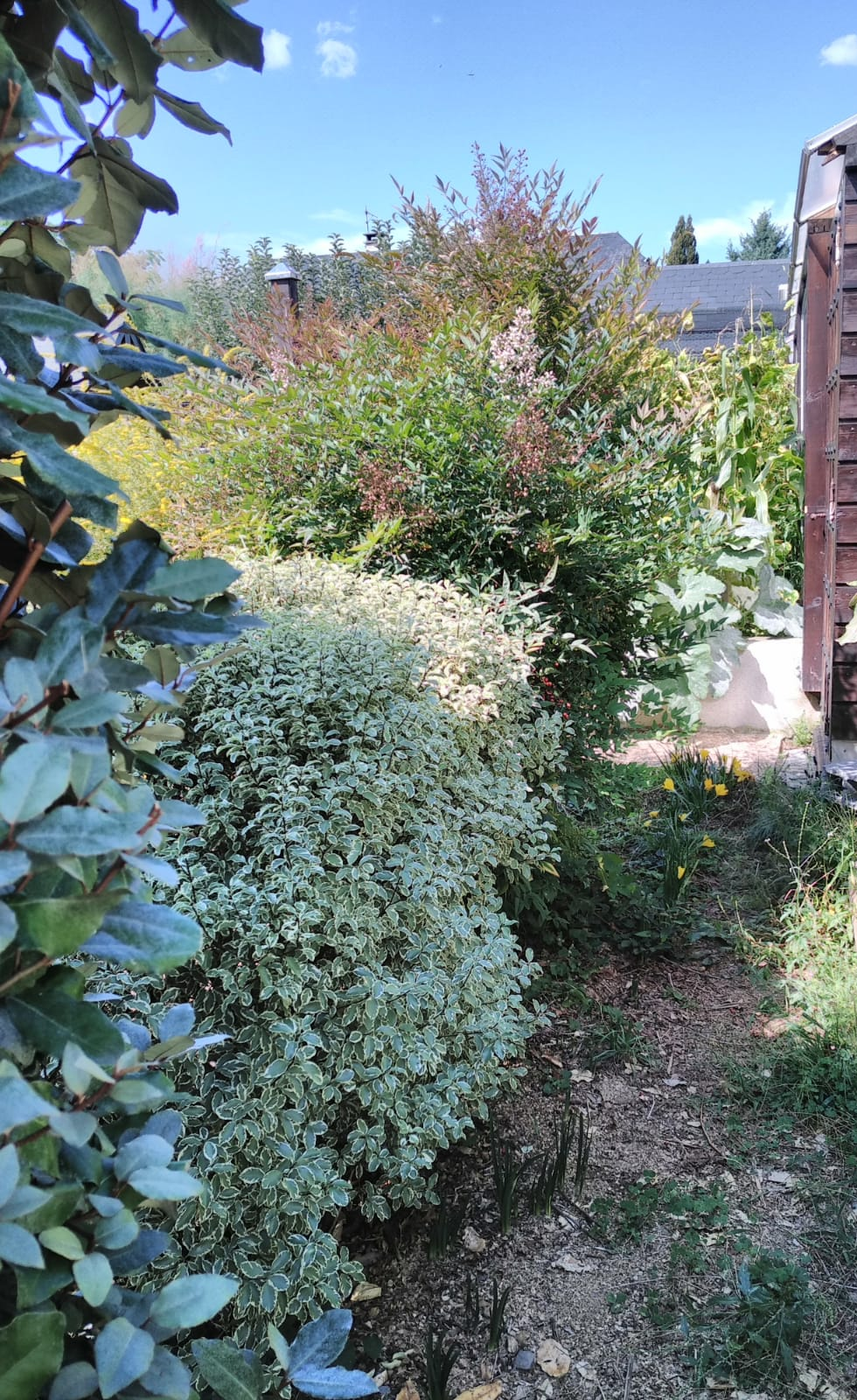 haie vive, haie variée, haie pluri-espèces