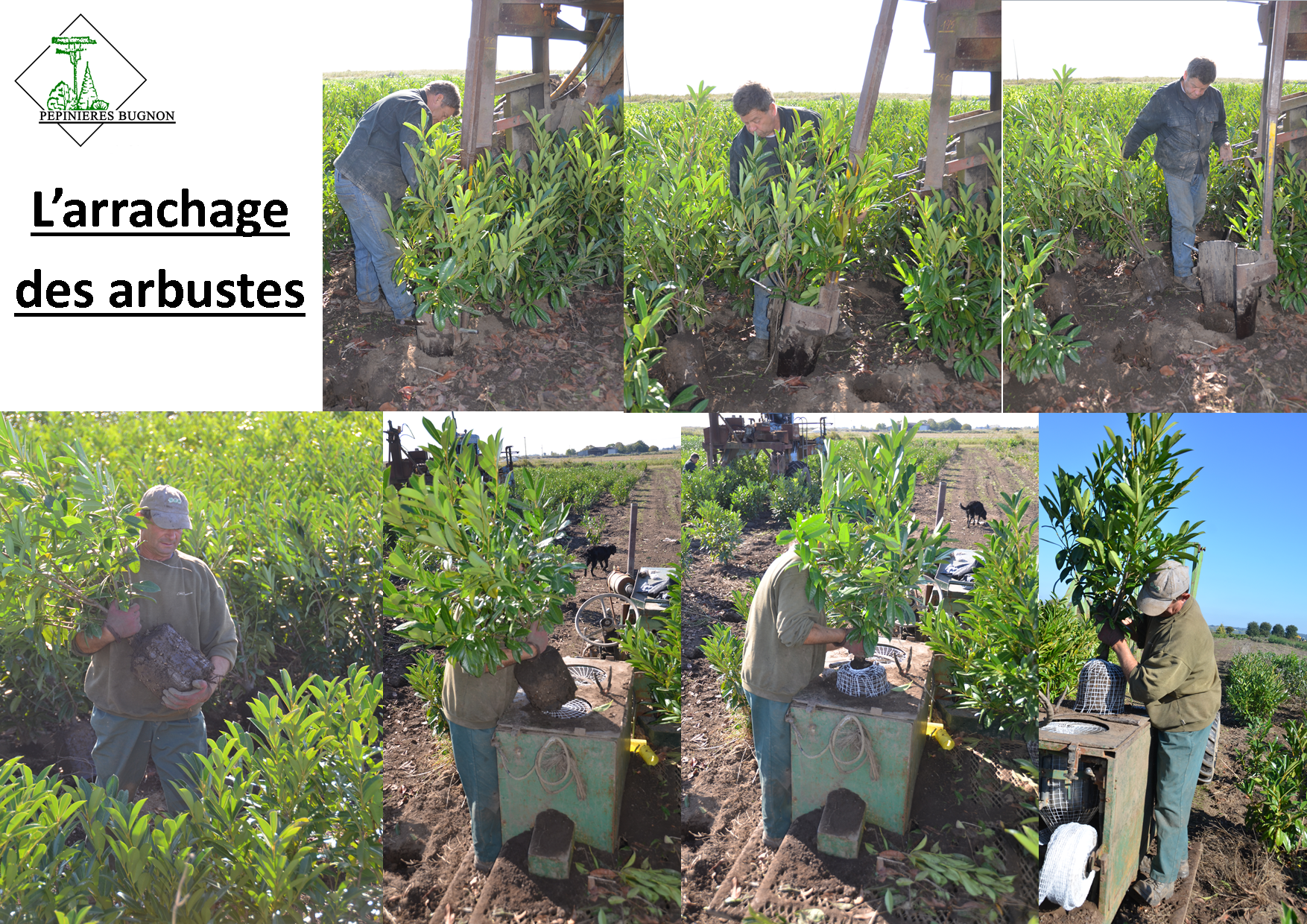 arrachage arbuste, mottes