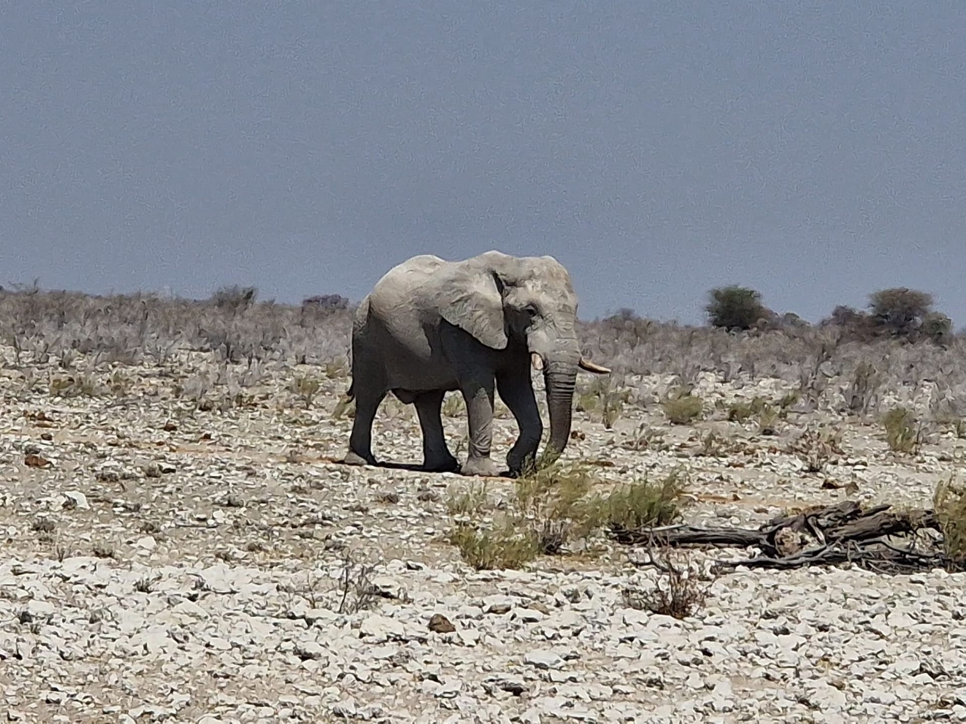 Parc Etosha, Namibie