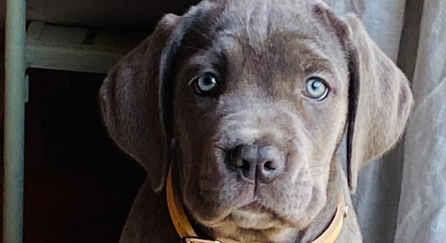 Sépia, la mascotte du clos labellie, maison d'hôtes en gironde