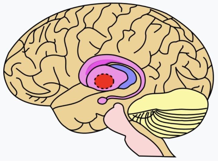 Globus pallidus (Quelle: wikipedia.org) Globus pallidus (Quelle: wikipedia.org)