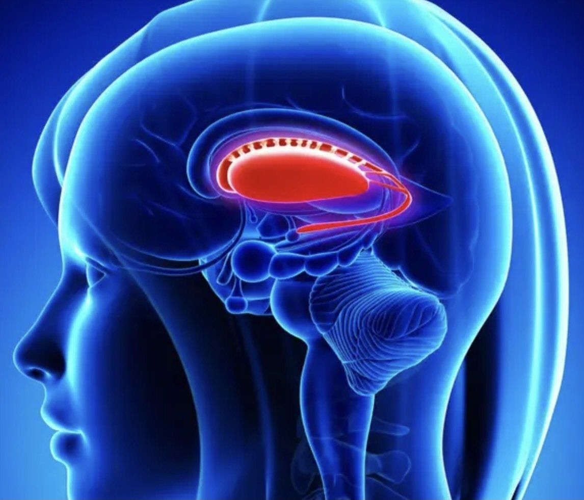 Basalganglien (Quelle: greenlane.com) Basalganglien (Quelle: greenlane.com)