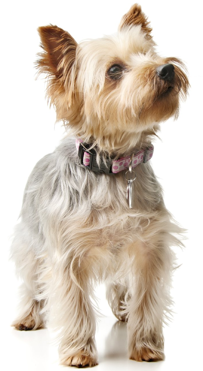 Tierphysiotherapie Oberhausen Dinslaken DuisburgGangartisten yorkshire terrier Patellalluxation