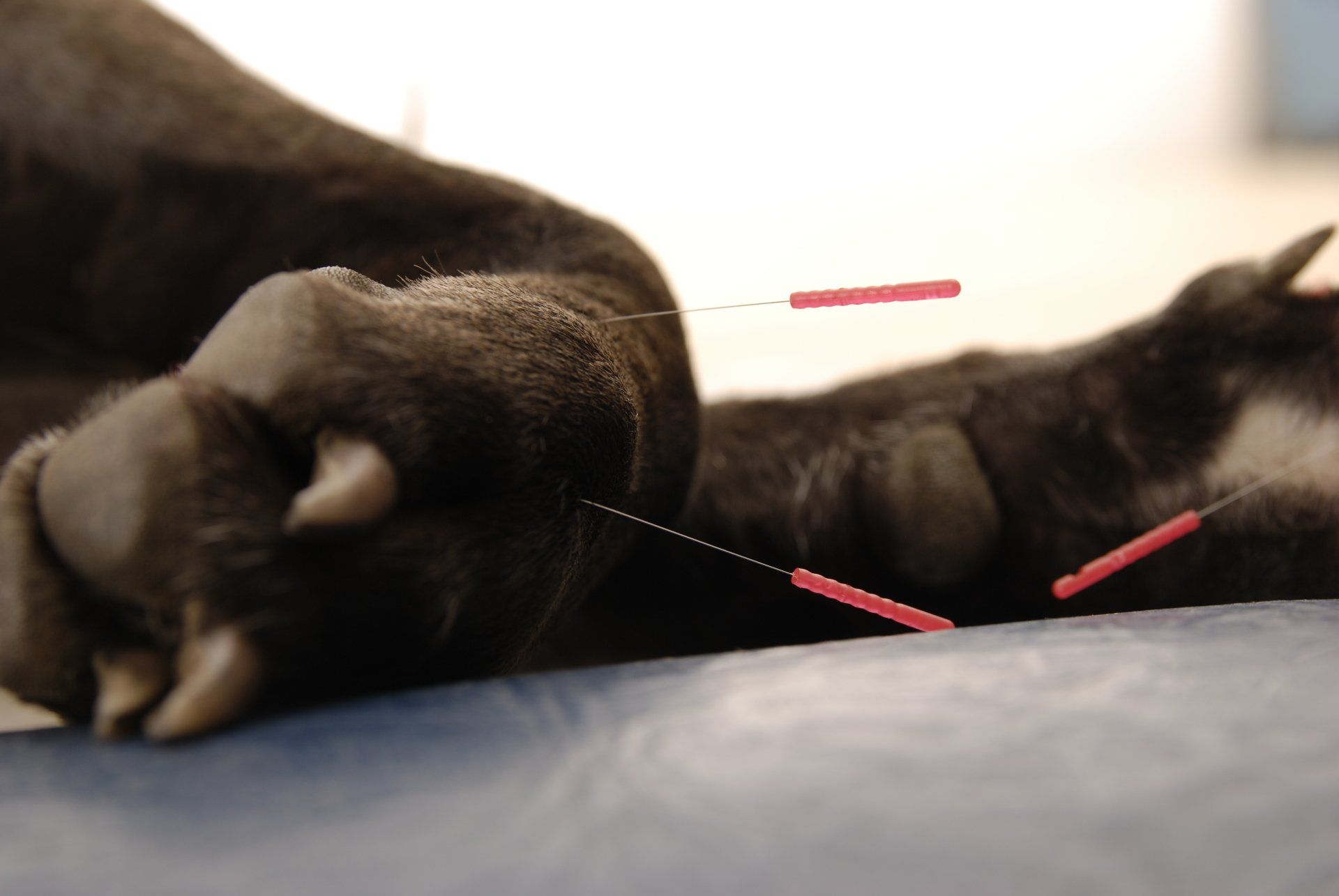 Tierphysiotherapie Akupunktur Dinslaken Oberhausen Duisburg Aku Nadeln Labrador Akupunkturpunkte Hund Katze