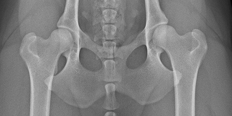 Tierphysiotherapie Oberhausen Dinslaken Duisburg HD Röntgenbild