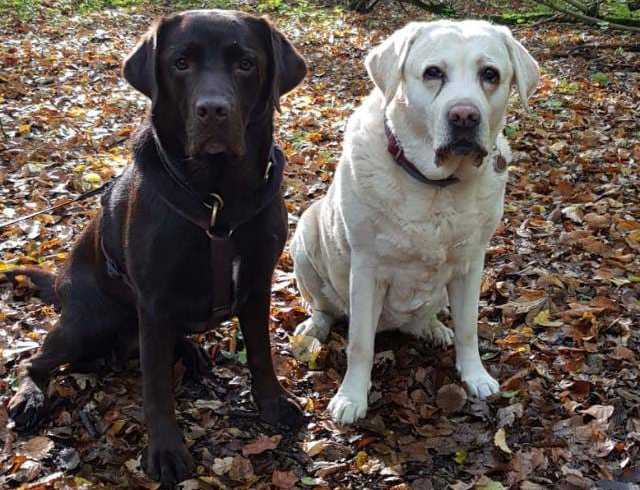 Tierphysiotherapie DInslaken Oberhausen Arthrose Labrador Retriver ED HD