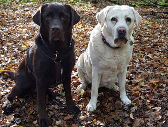 Tierphysiotherapie Dinslaken Oberhausen Labrador Retriver ED HD Arthrose