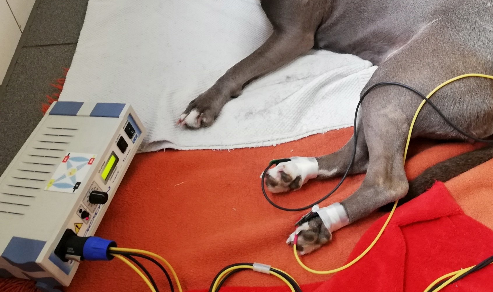 Tierphysiotherapie Oberhausen Dinslaken Wesel Elektrotherapie Strom Reizstrom Intereferenz Interferenzstrom