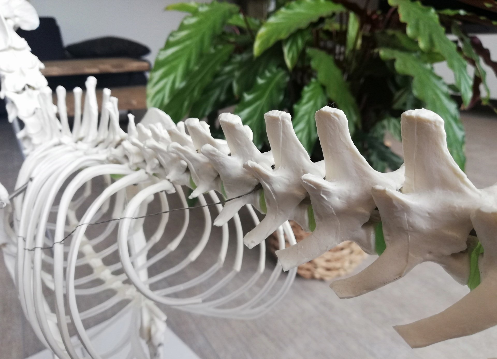 Tierphysiotherapie Dinslaken Oberhausen Duisburg Dorntherapie Dorn-Therapie Wirbelsäule Skelett