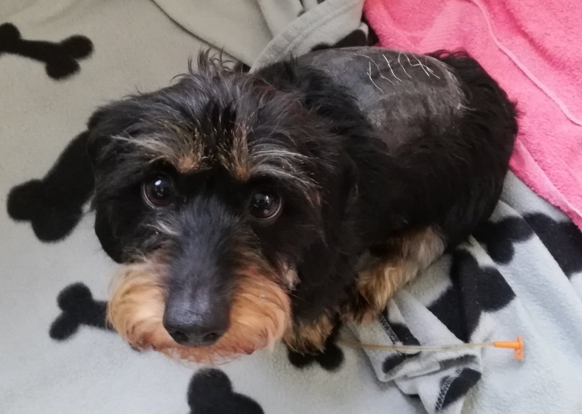 Tierphysiotherapie Gangartisten Sabine Stratmann Oberhausen Dinslaken Bandscheibenvorfall Discopathie Dackel Oberhausen Dinslaken Dackellähme bandscheibenvorfall