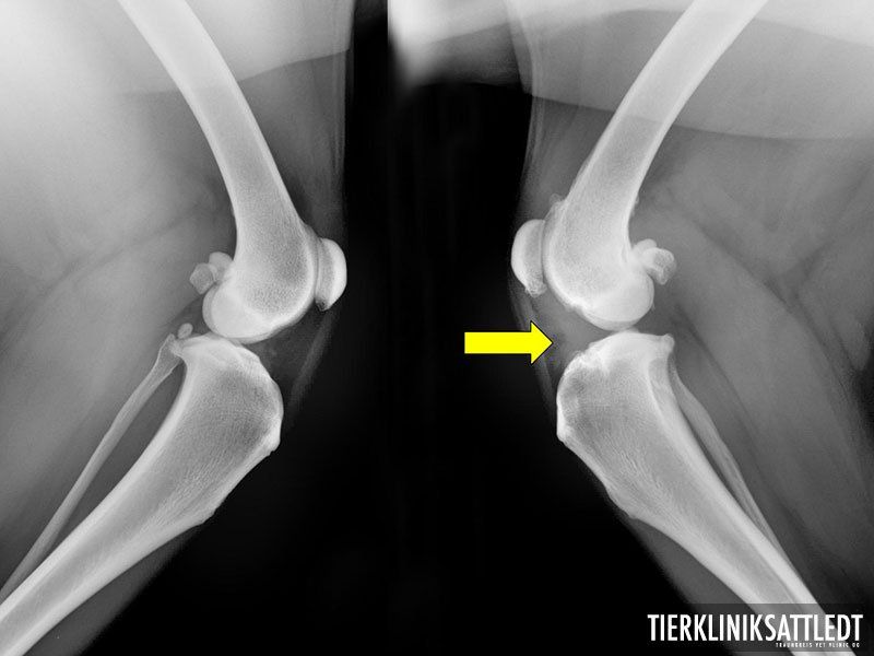 Tierphysiotherapie und Akupunktur Gangartisten Sabine Stratmann Oberhausen Dinslaken Kreuzbandriss tplo tta