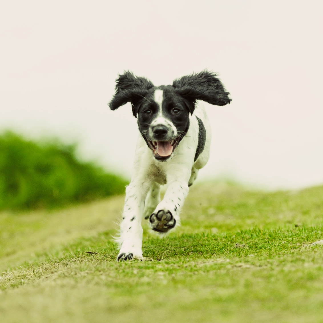 Hundeschule, Einzelstunde, Auswahlbegleitung