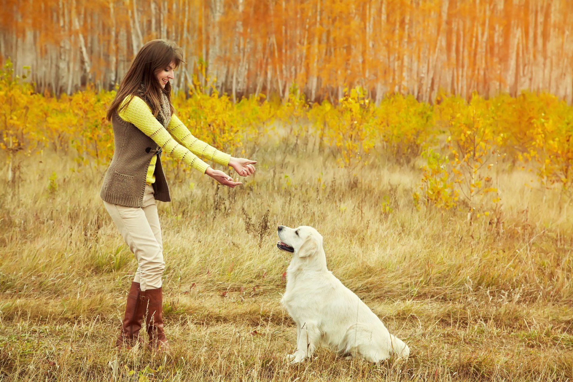 Trainingspaket Hundetraining
