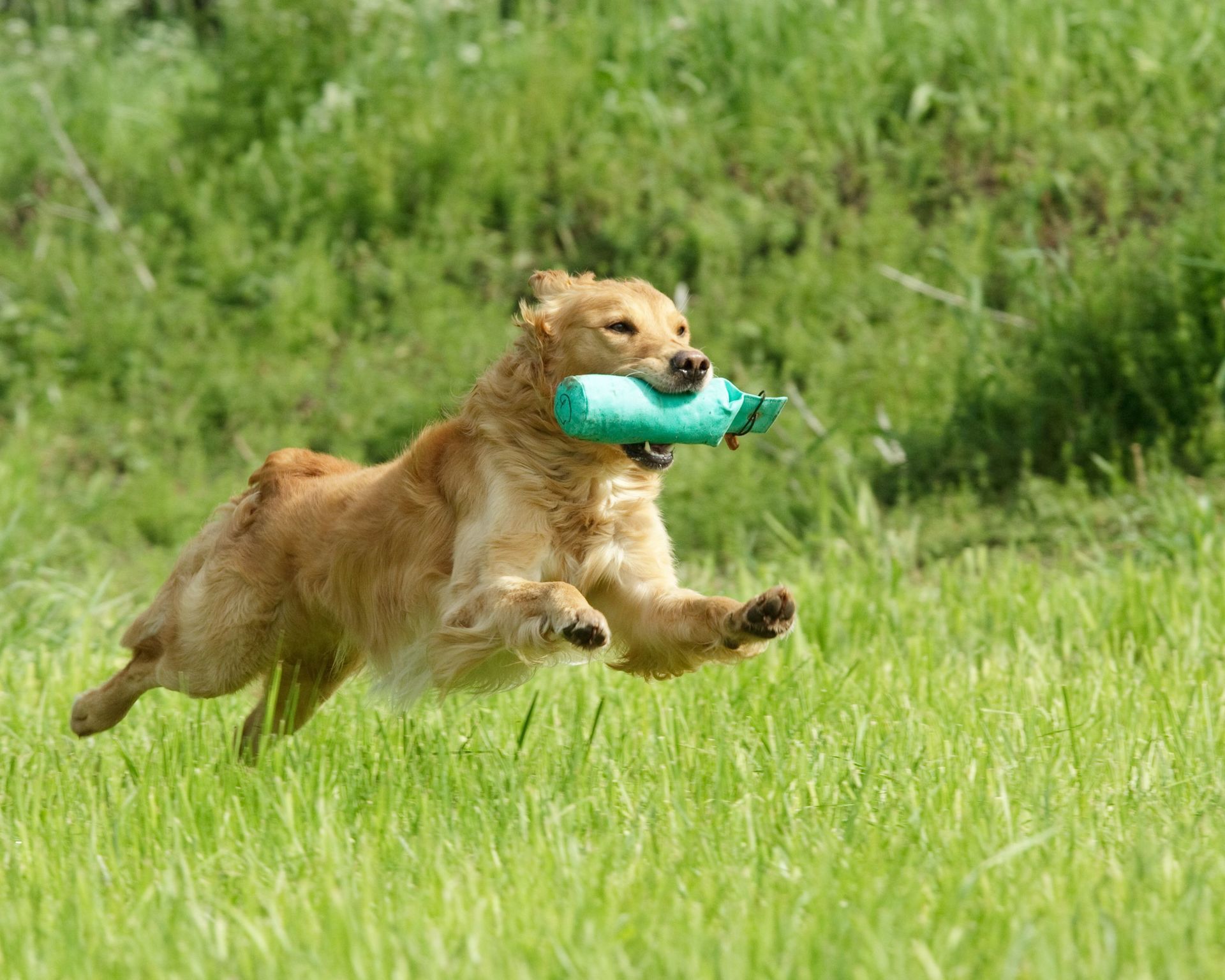 Online-Hundetraining