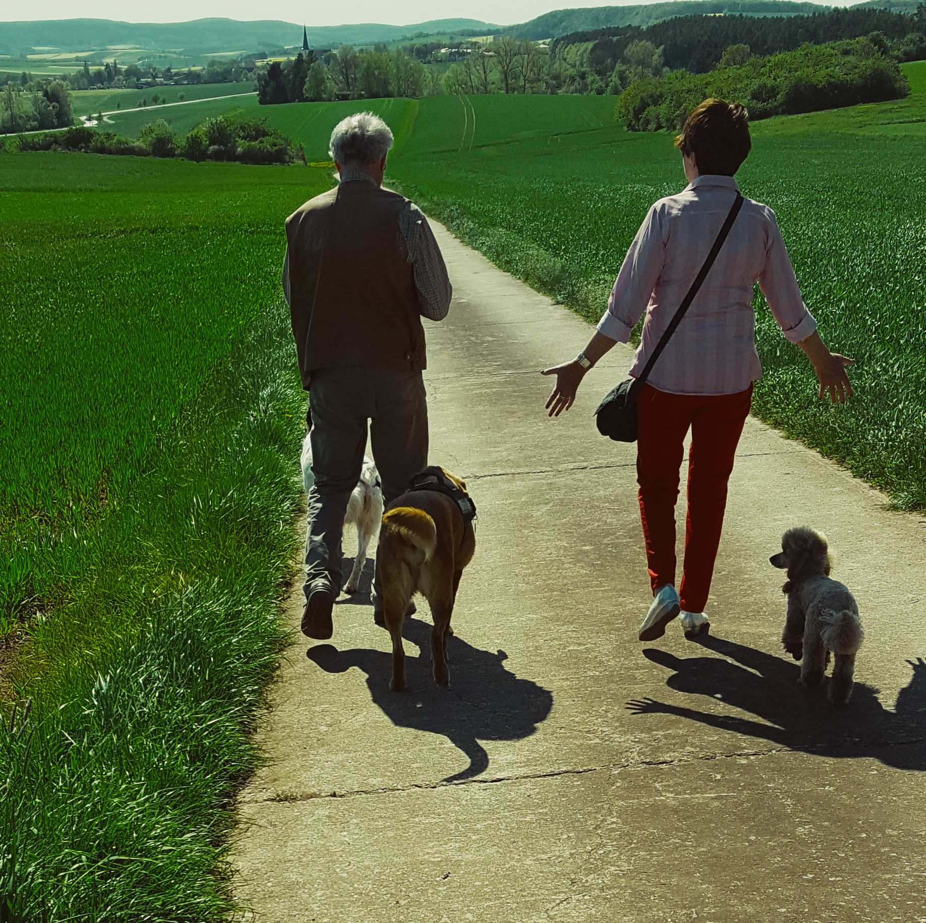 Social Walk Hundetrainer, Hundetraining, Sozialisierung, Social Walk