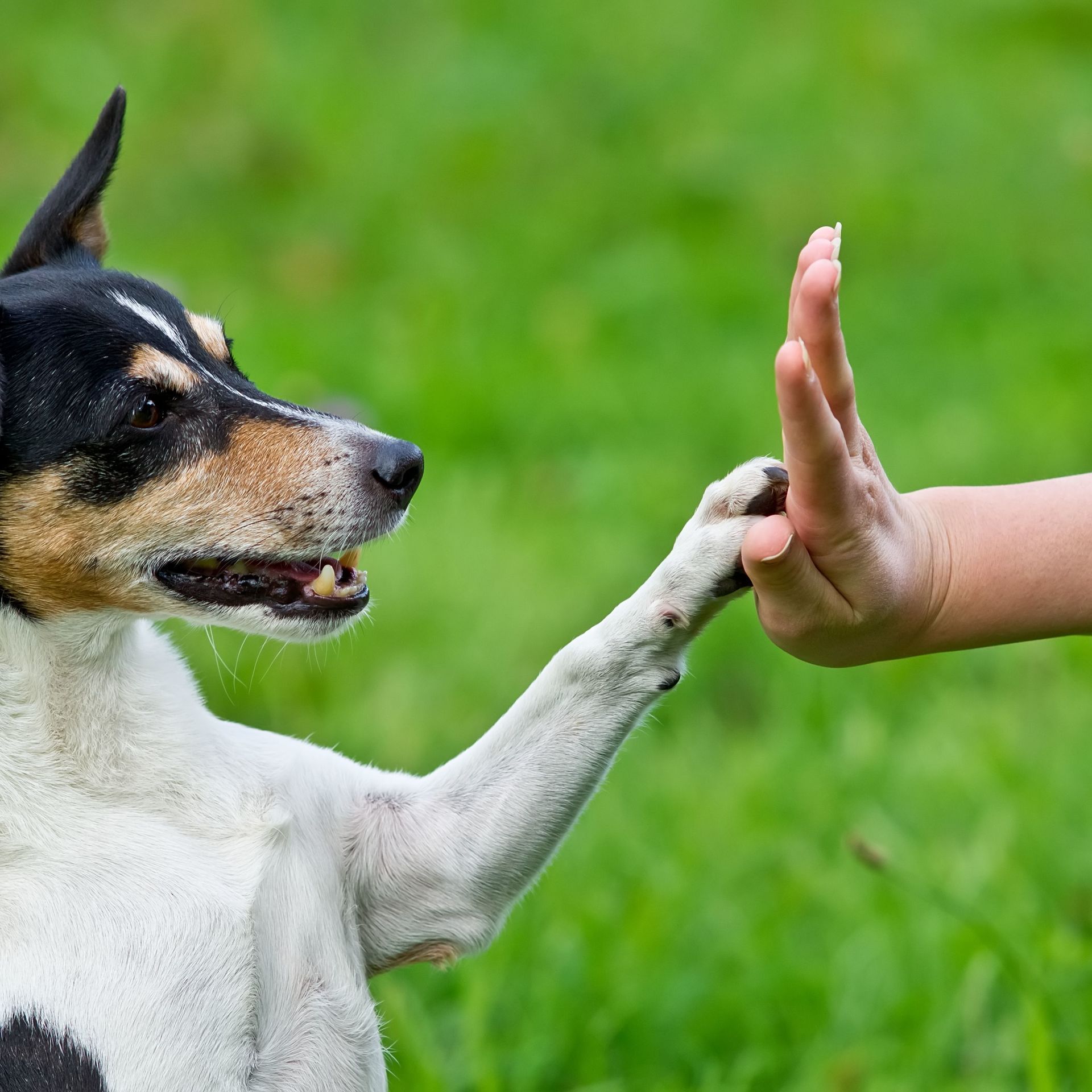 Online Hundetrainer gibt einem Hund High Five