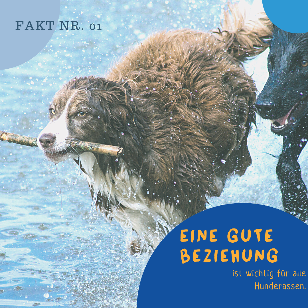 Eine gute Beziehung ist wichtig für alle Hunderassen