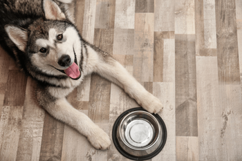 Online Hundetrainer macht Ernährungsberatung