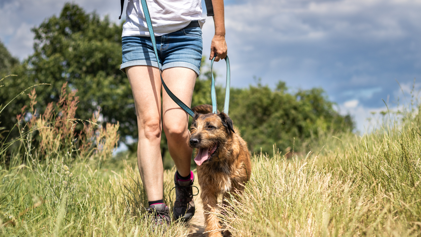 Trainingspaket Hundetraining