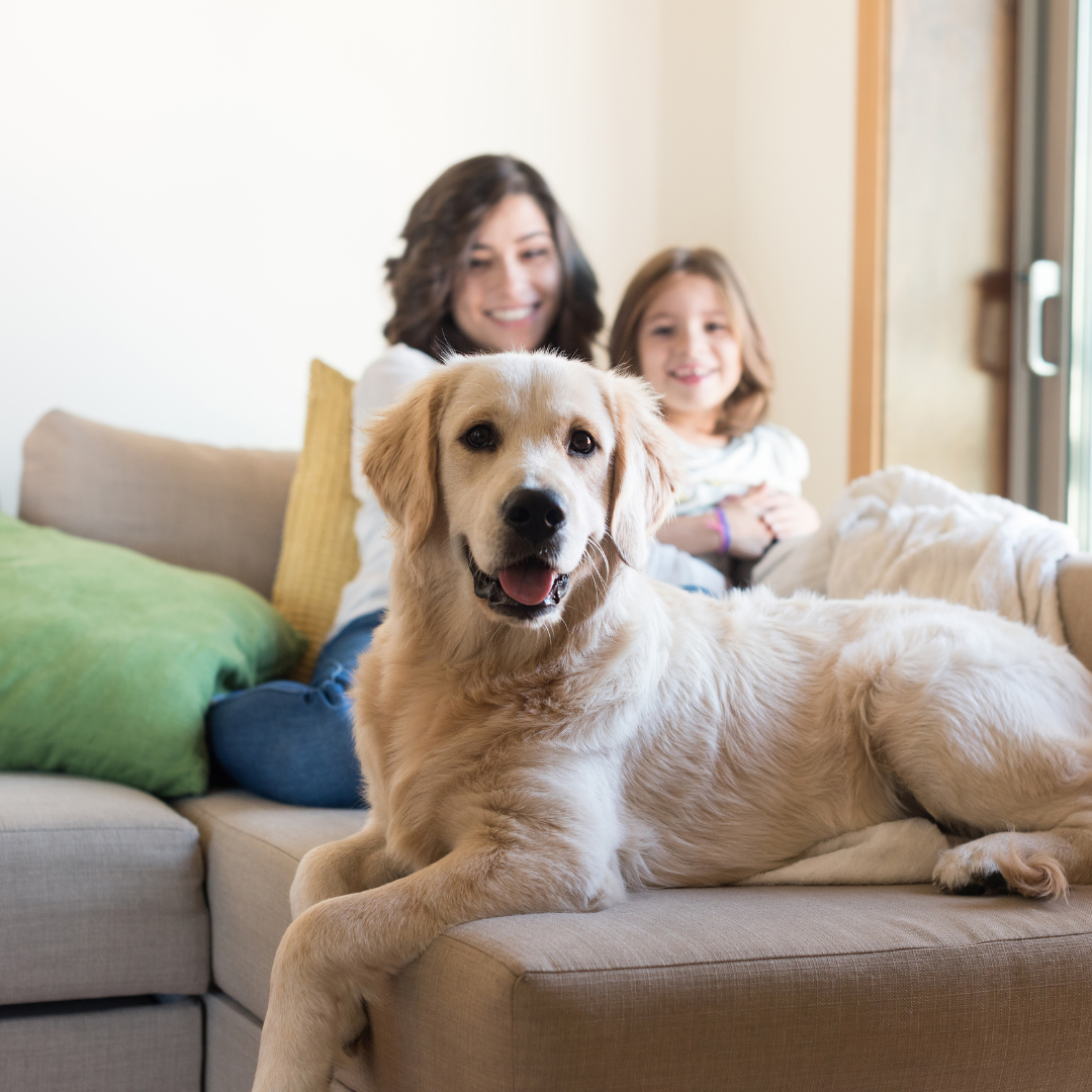 Online-Hundetraining