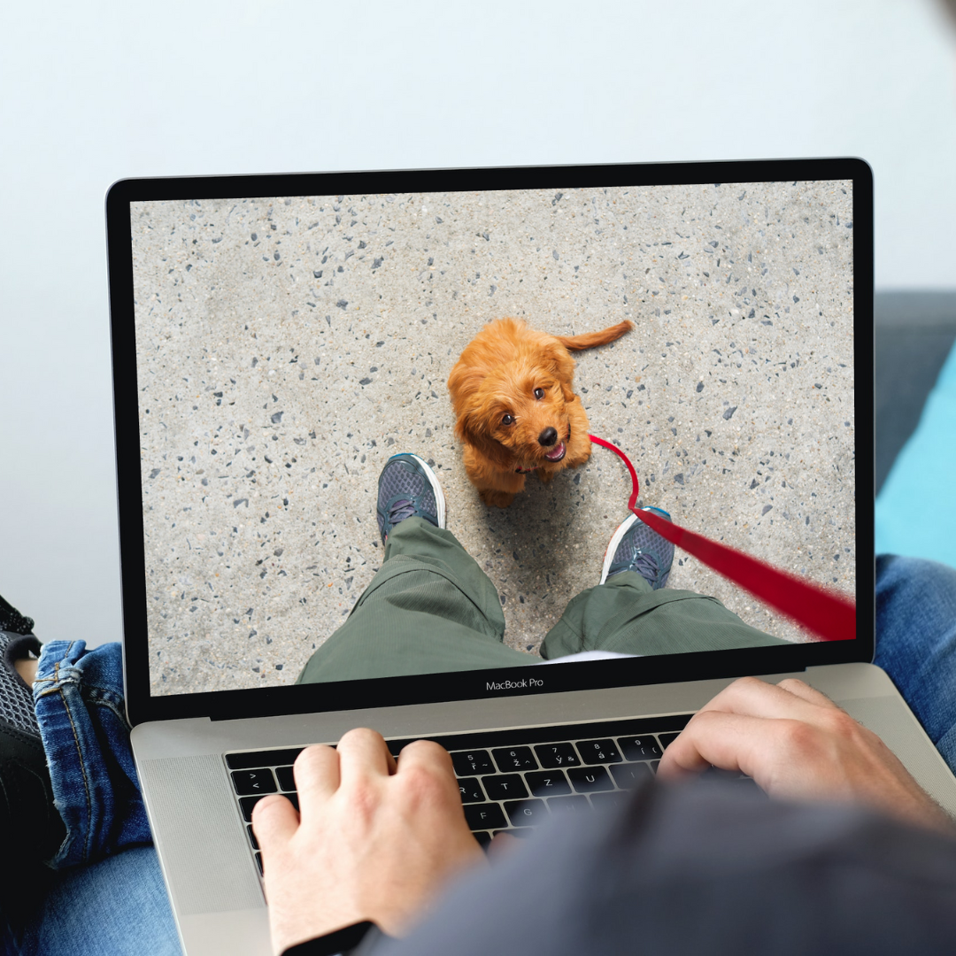 Hundetraining online