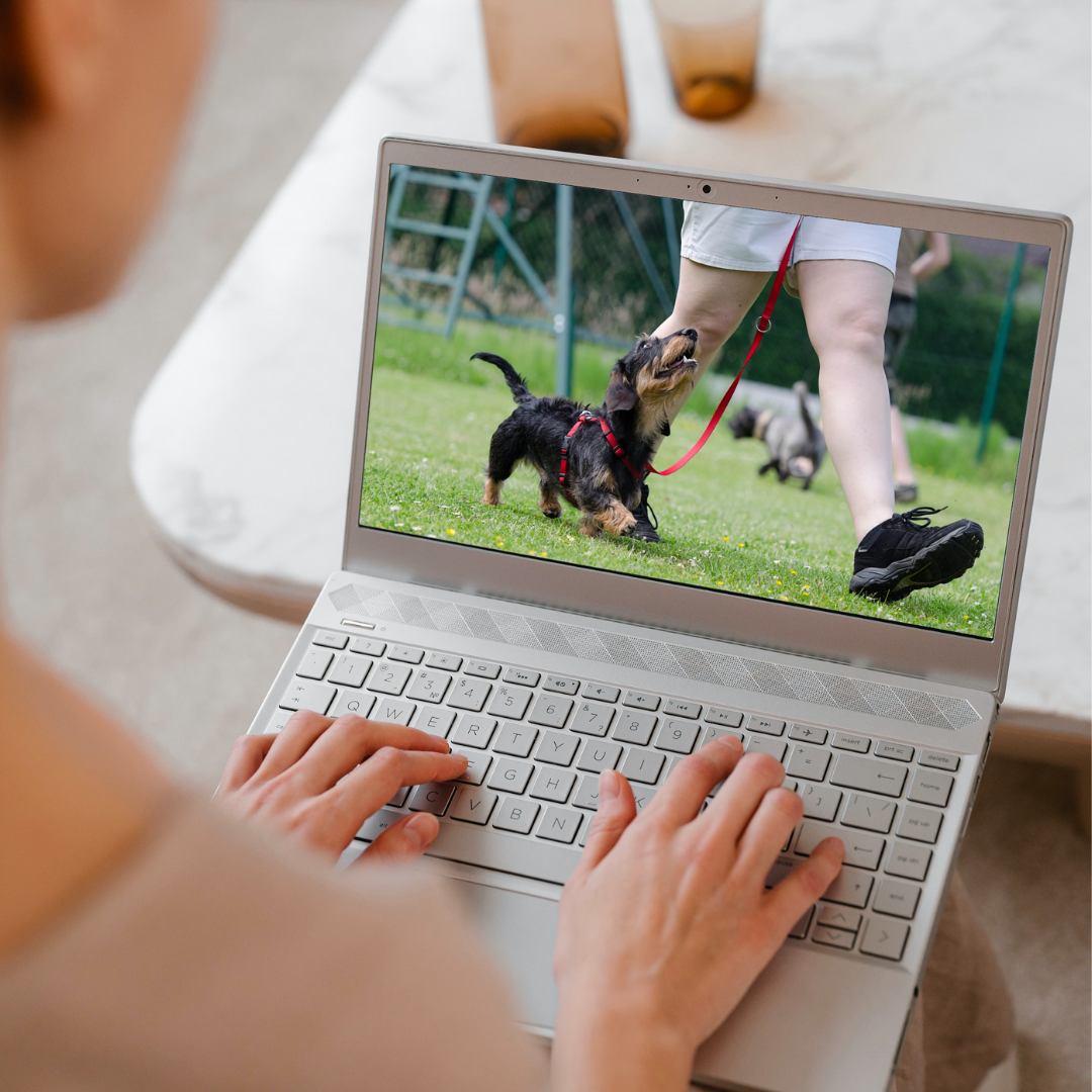 Online-Hundetraining
