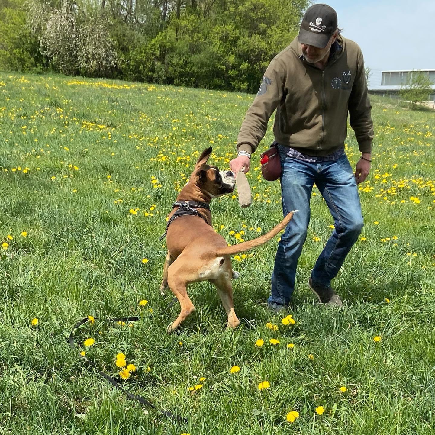 Online Hundetrainer Christian Sohn