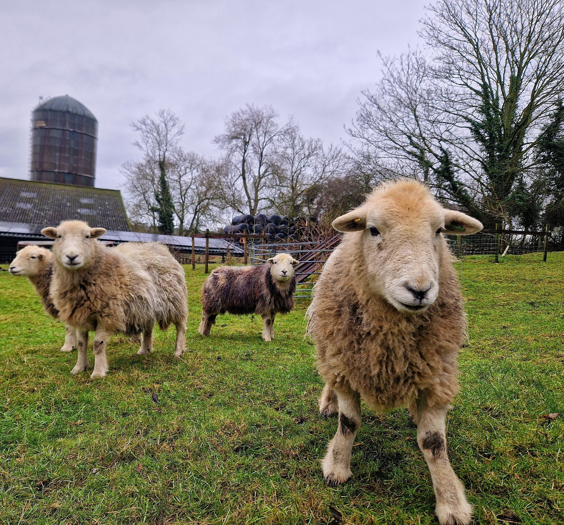 Herdwick Sheep
