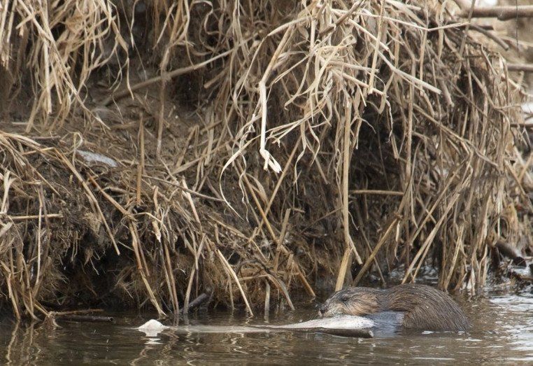 Bisamratte mit unterhöhltem Ufer