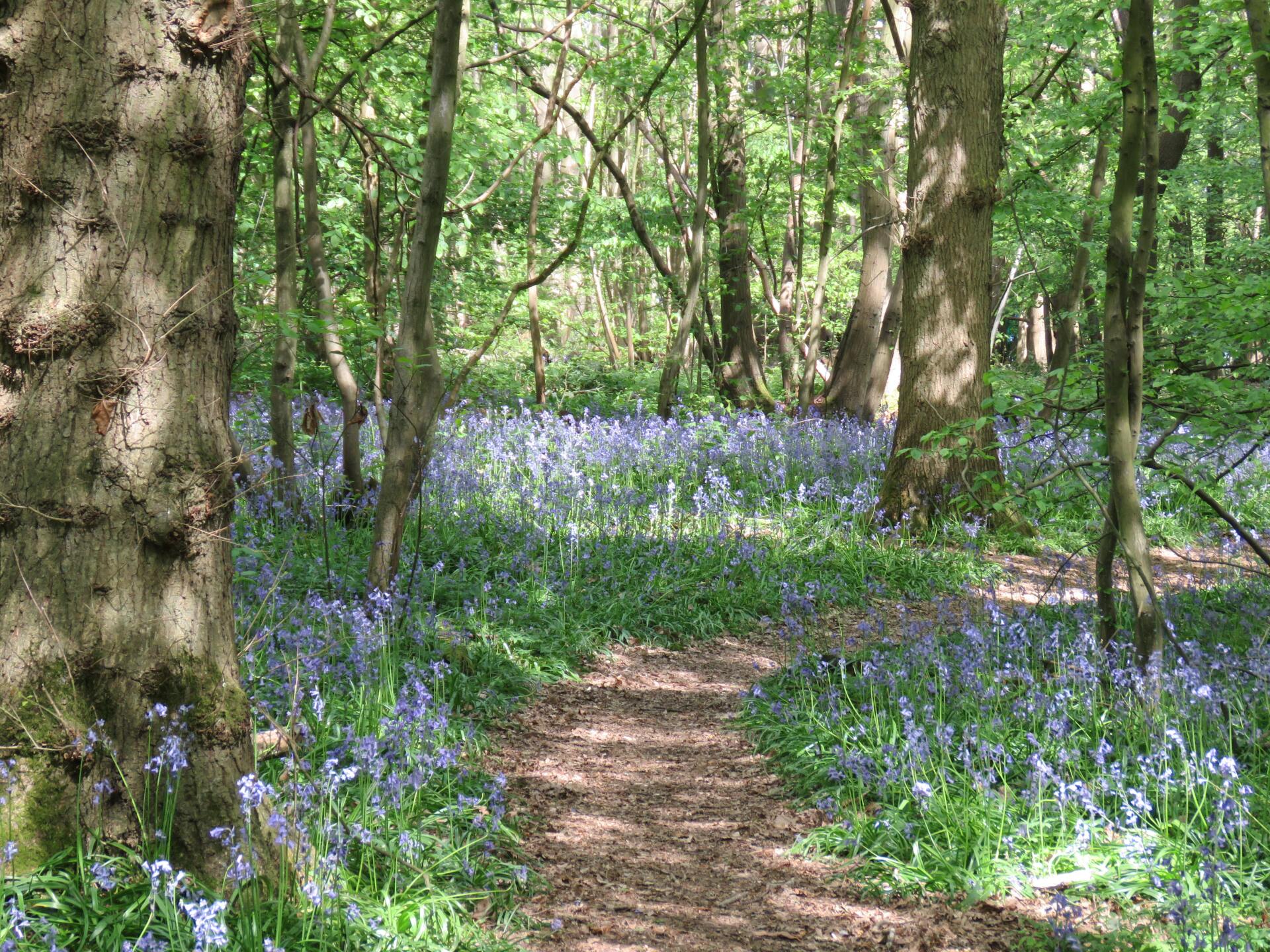 a pathway through a bluebell wood