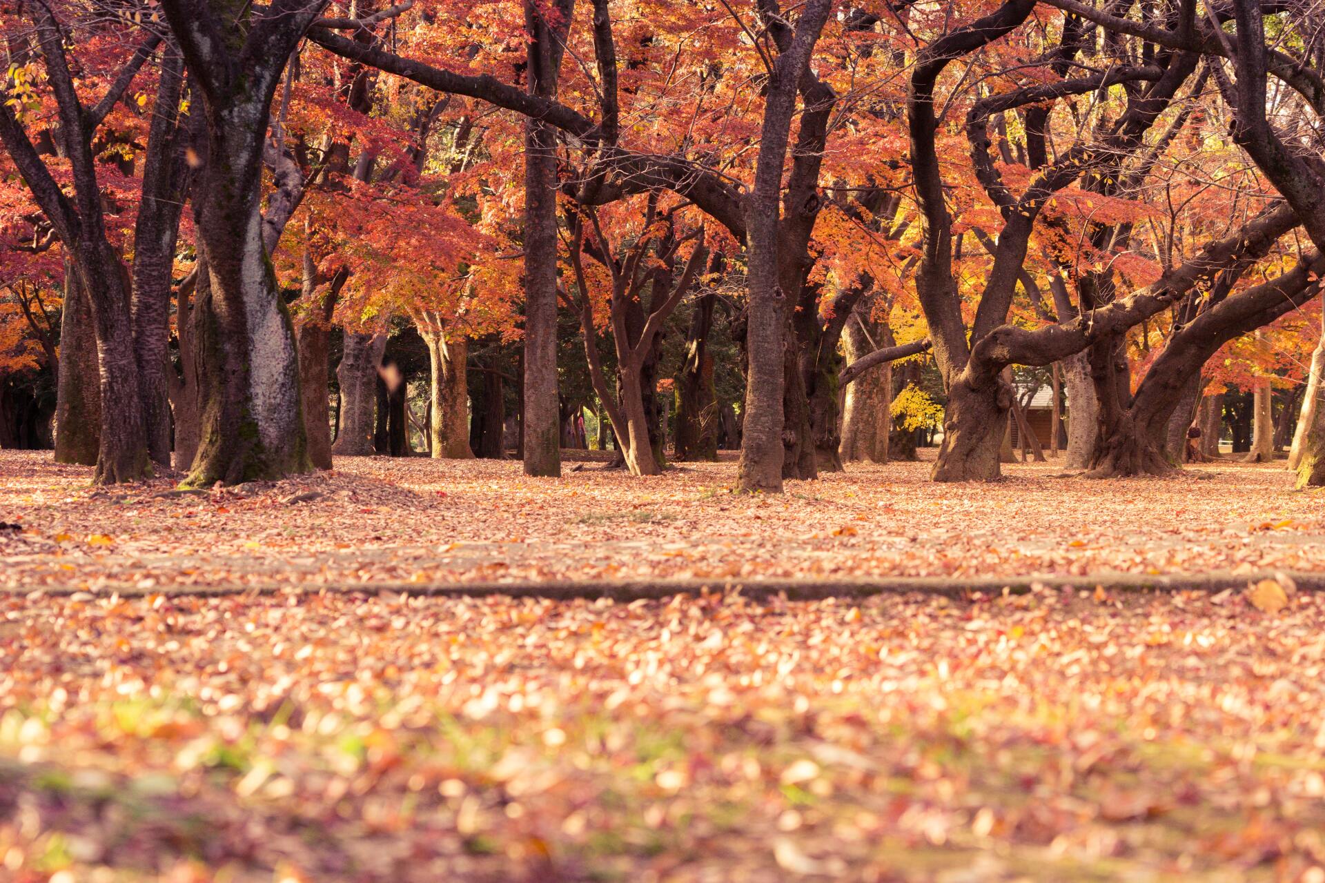 BACP registered counsellor at Changing Seasons Counselling