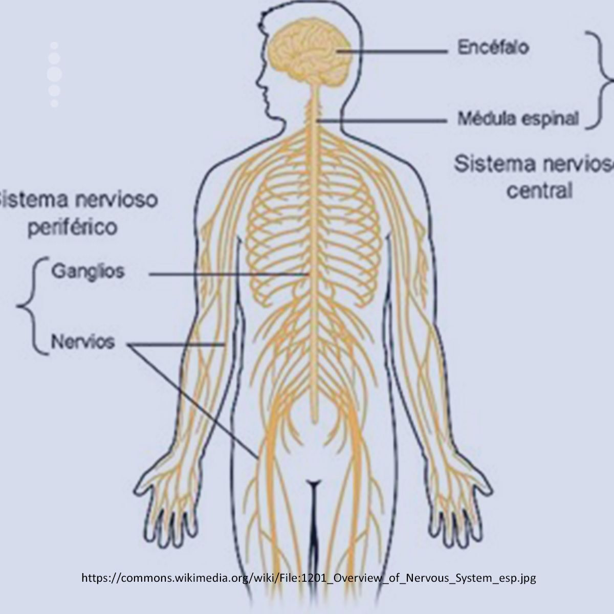 Quiropráctica y salud Quiropráctica y Salud