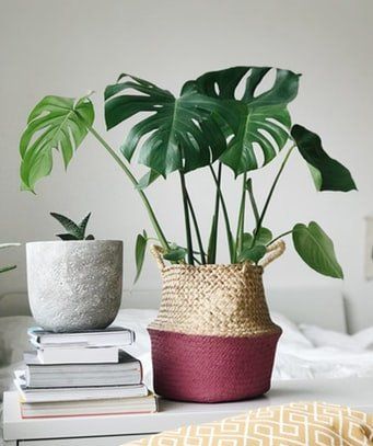 Habitación de una casa decorada con plantas de interior decorativa con elegantes diseños. Fondos blancos al igual que otros objetos blancos y minimalista.