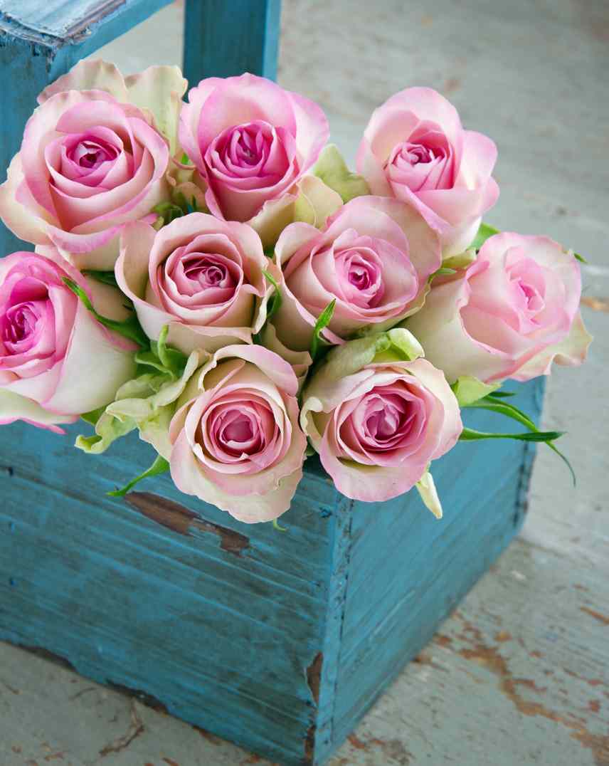 Ramos de rosas en todos los colores a elegir sus favoritos. Se prepara el ramo para regalar, con envoltorios y lazos. Envío gratis a domicilio. Rosas de calidad superior, aspecto aterciopelado.