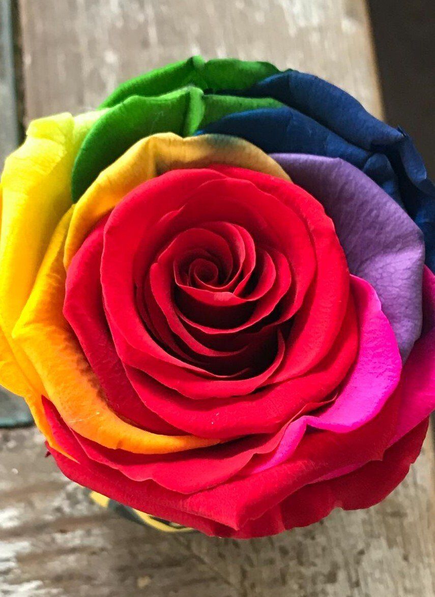 Rosa Eterna Bella y Bestia con envío a domicilio