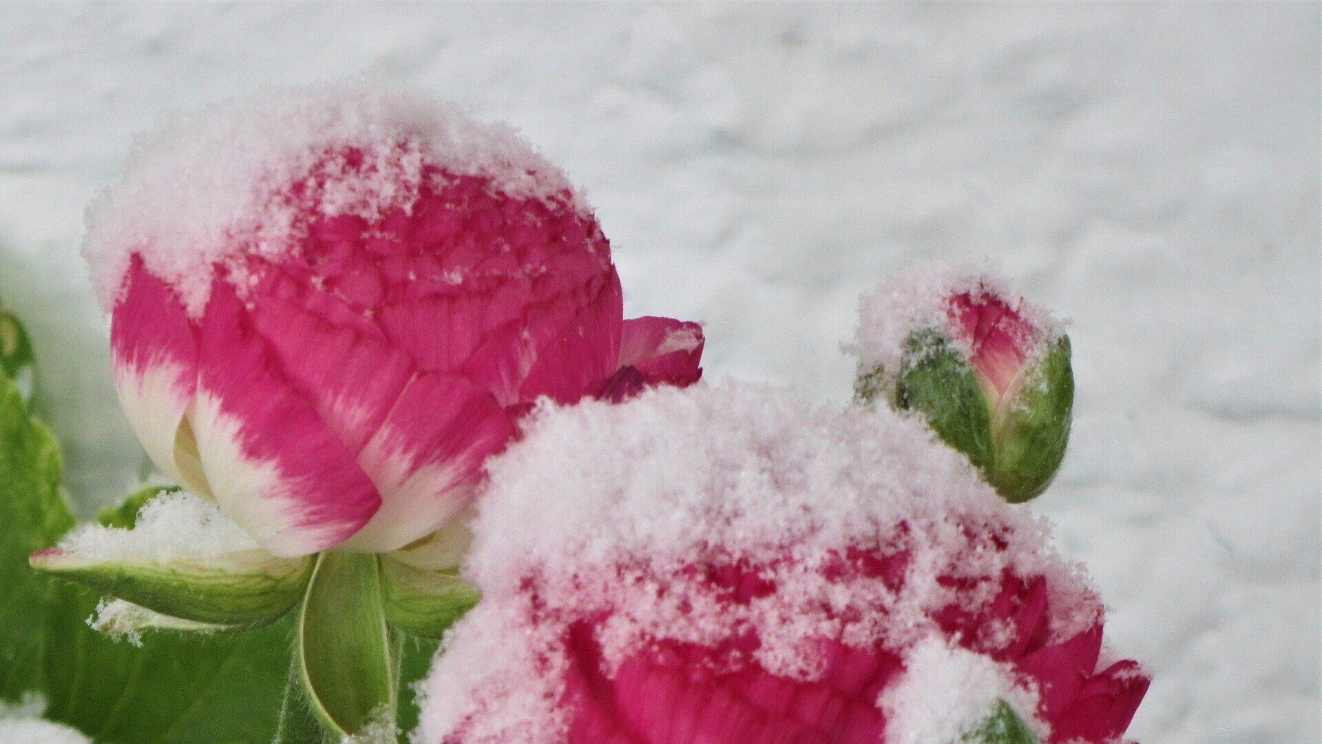 Flores con nieve, que impactó en ellas en plena primavera como acontecimiento traumático