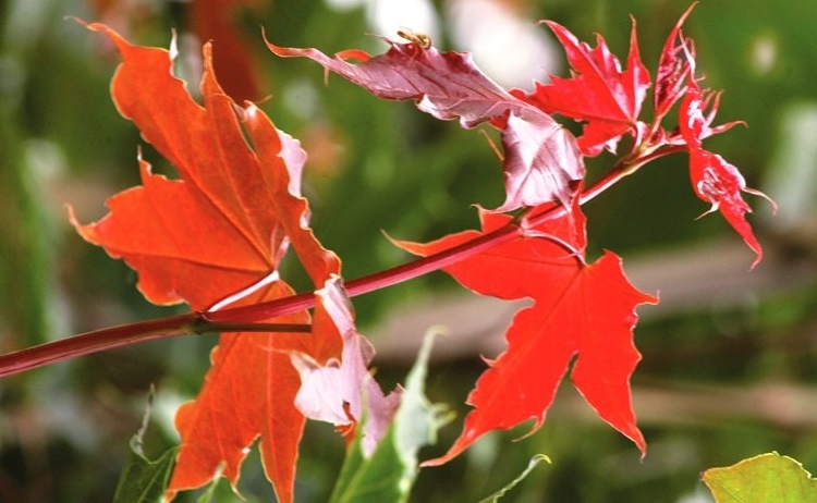 Tree Planting East Lothian, Edinburgh