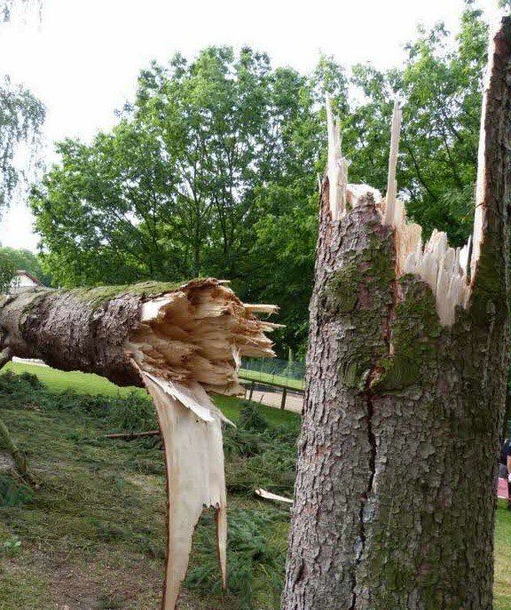 Trees in high winds, Wind blown trees, Fallen tree