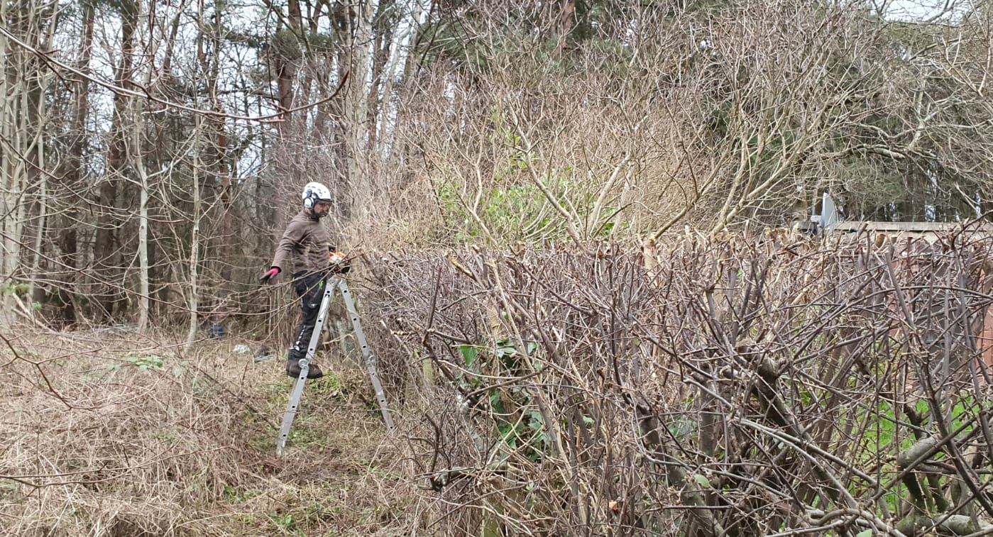Shrub and Hedge cutting trimming East Lothian, Dunbar, North Berwick,Longniddry, Wallyford