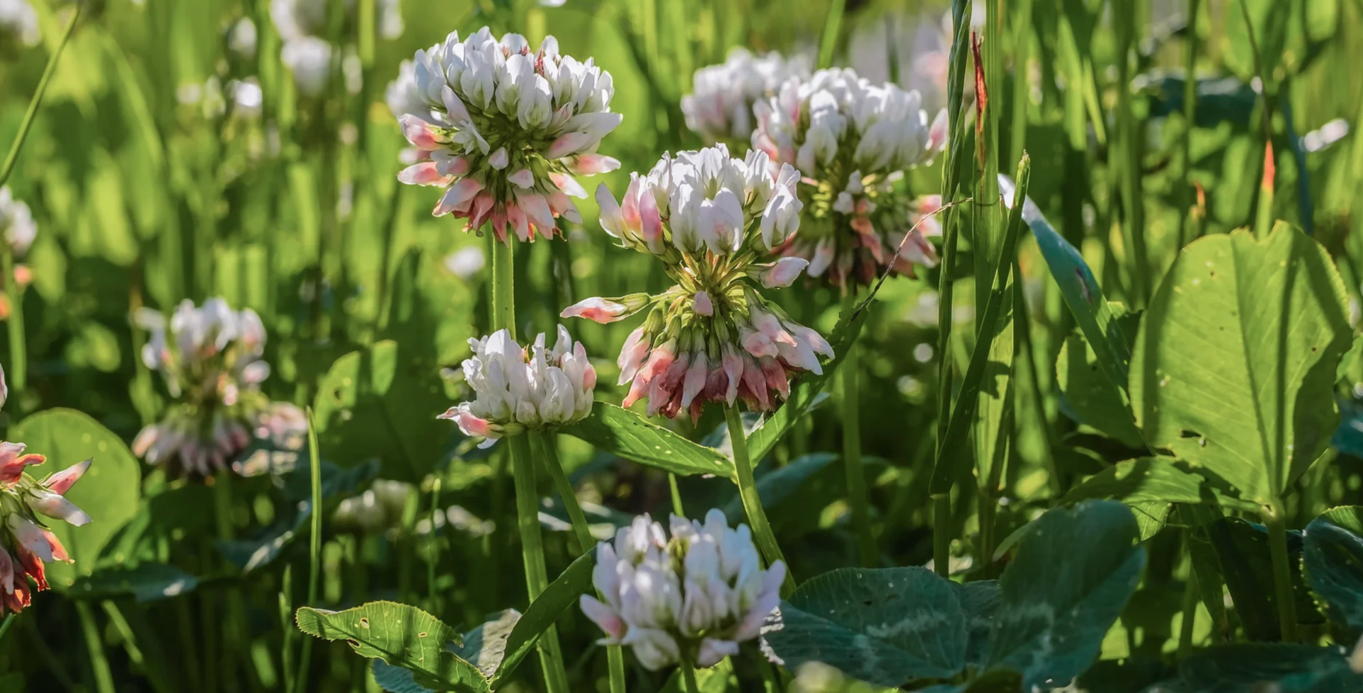 MGS Tree Services - East Lothian