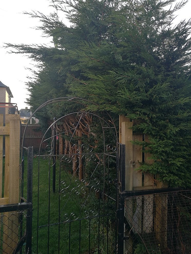 High Hedge, Hedge to high, Reducing height of high hedge, Leylandii hedge