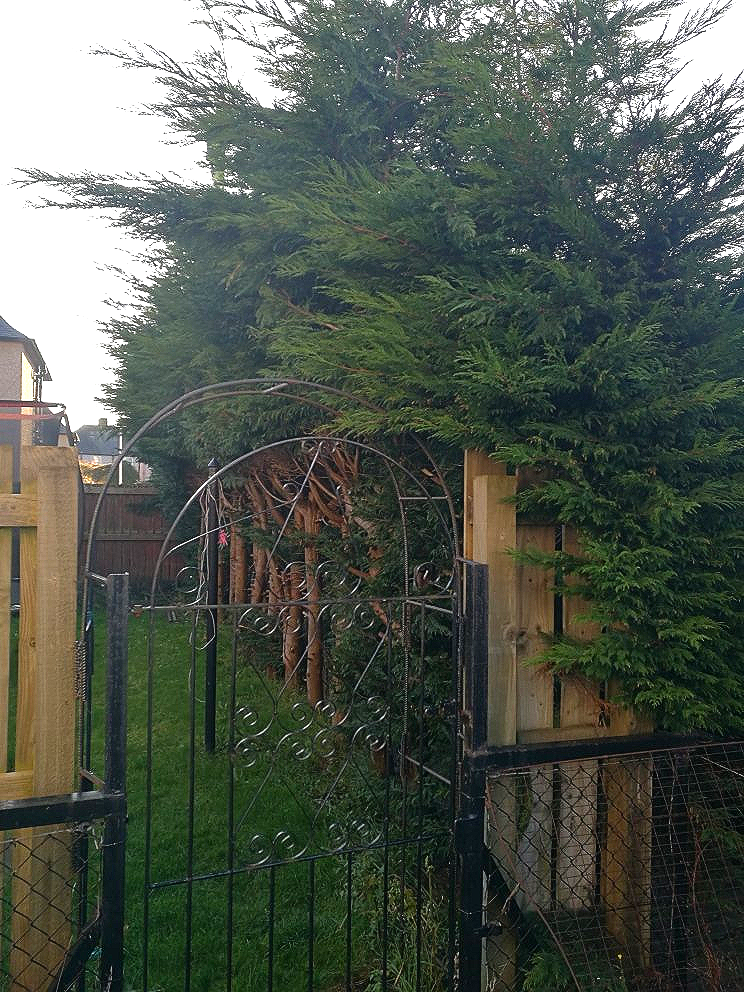 High Hedge, Hedge to high, Reducing height of high hedge, Leylandii hedge