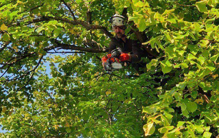 tree surgeon, arborist, tree services, Tree Surgery