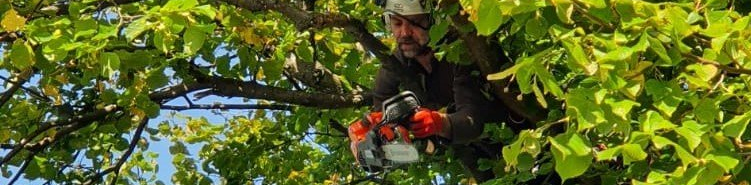Tree surgery, Tree pruning, Tree removal, Tree surgeon, East Lothian, Edinburgh