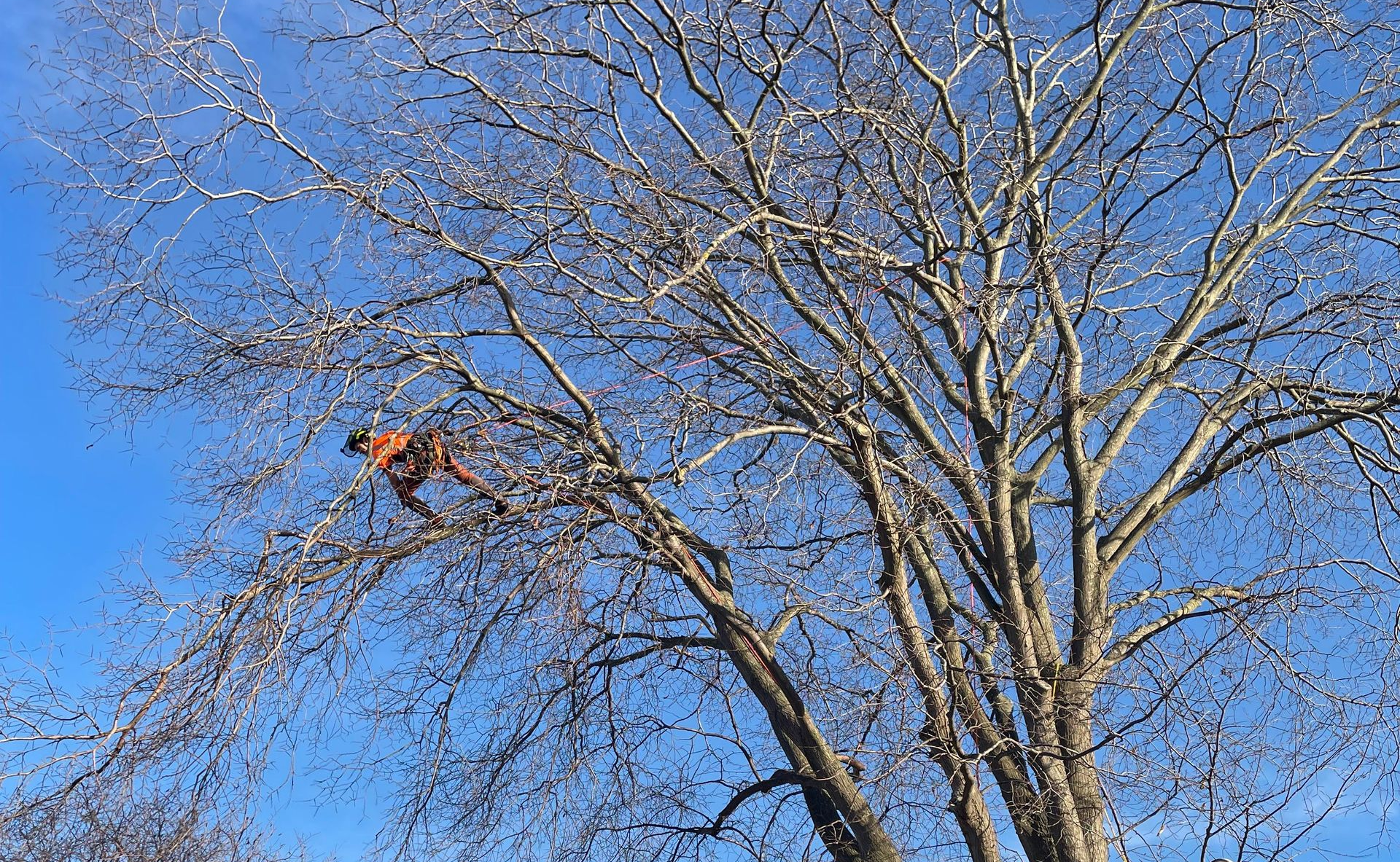 Tree surgeon east lothian