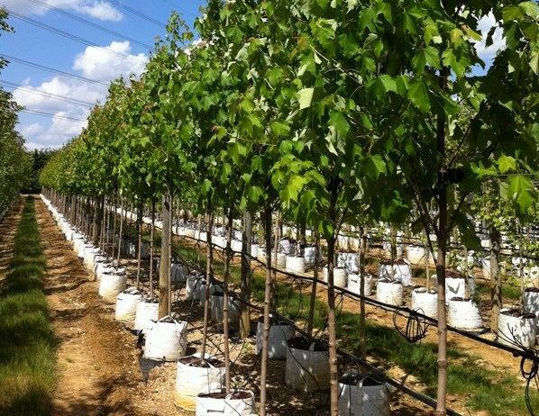 Tree Planting Services Dunbar, Haddington,Musselburgh, Tranent, East Linton, East Lothian, North Berwick, Longniddry, Drem